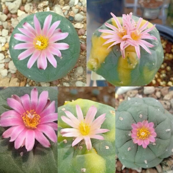 L. Fricii 3 different habitats